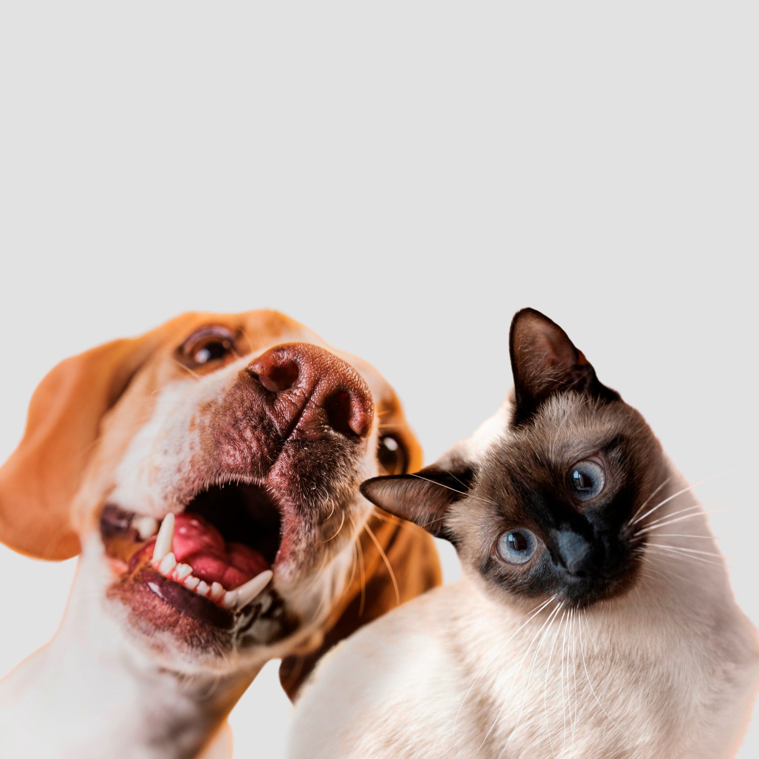 Pet Care